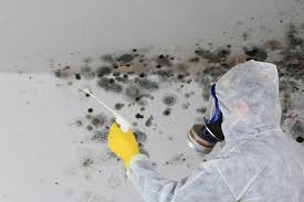 Estell Manor, NJ Mold Removal Services Company